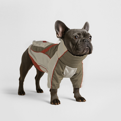 Frenchie-Perfect Fit with Four Legs